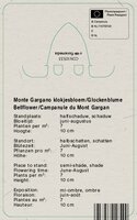 Vips Campanula garganica Major - Monte Gargano klokjesbloem - afbeelding 2