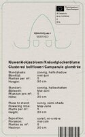 Vips Campanula glomerata Acaulis - Kluwenklokjesbloem - afbeelding 2