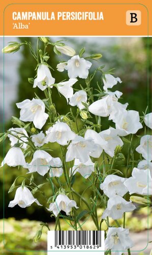 Vips Campanula persicifolia Alba - Kluwenklokjesbloem - afbeelding 1