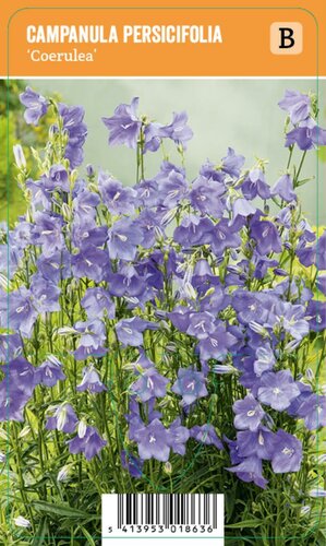 Vips campanula persicifolia Coerulea - Kluwenklokjesbloem - afbeelding 1