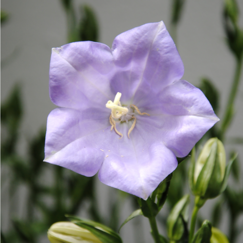 Vips Campanula persicifolia Takion Blue - Perzikbladig klokje - afbeelding 3