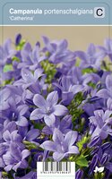 Vips Campanula portenschalgiana Catherina - Klokjesbloem - afbeelding 1