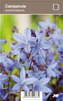 Vips Campanula poscharskyana - klokjesbloem - afbeelding 1