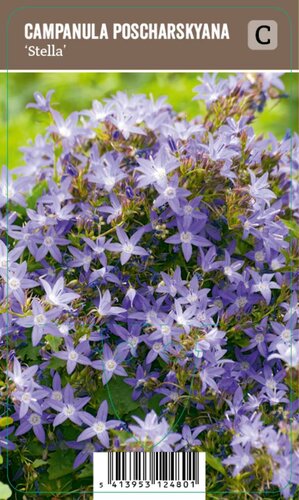 Vips Campanula poscharskyana Stella - Klokjesbloem - afbeelding 1