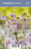 Vips Cardamine pratensis - Pinksterbloem - afbeelding 1