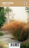 Vips Carex testacea Prairie Fire - Zegge - afbeelding 1