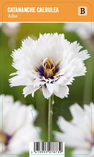 Vips Catananche caerulea Alba - witte strobloem - afbeelding 1