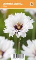 Vips Catananche caerulea Alba - witte strobloem - afbeelding 1