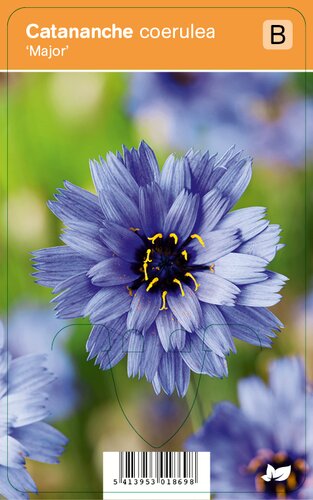 Vips Catananche coerulea Major - Blauwe strobloem - afbeelding 1