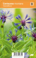 Vips Centaurea montana Grandiflora - Bergkorenbloem - afbeelding 1