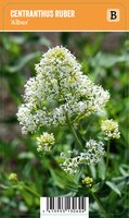 Vips Centranthus ruber Albus - Witte Valeriaan - afbeelding 1