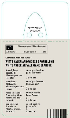 Vips Centranthus ruber Albus - Witte Valeriaan - afbeelding 2