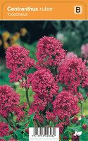 Vips Centranthus ruber Coccineus - Rode valeriaan - afbeelding 1