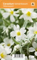 Vips Cerastium tomentosum Silberteppich - Hoornbloem - afbeelding 1