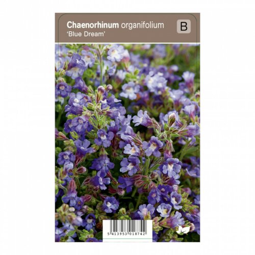 Vips Chaenorhinum origanifolium Blue Dream - Kleine leeuwenbek