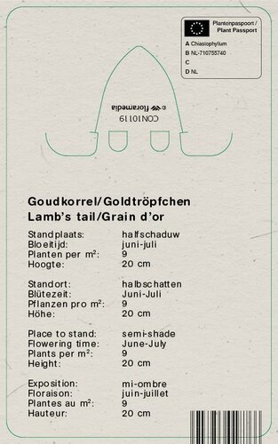 Vips Chiastophyllum oppositifolium - Goudkorrel - afbeelding 2