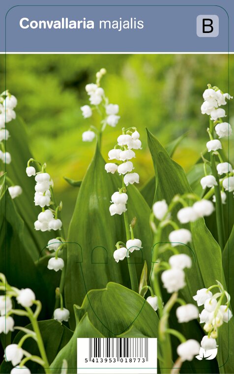 Lelietje-van-dalen (convallaria majalis) schaduwplant 12 stuks