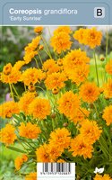 Vips Coreopsis grandiflora Early Sunrise - Meisjesogen - afbeelding 1