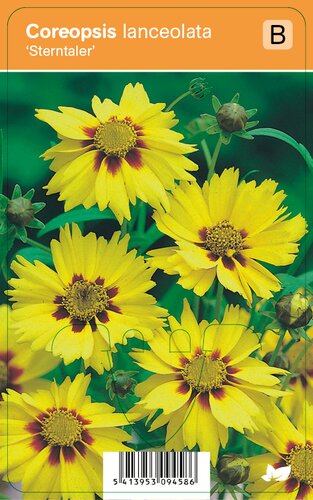 Vips Coreopsis lanceolata Sterntaler - Meisjesogen - afbeelding 1