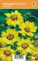 Vips Coreopsis lanceolata Sterntaler - Meisjesogen - afbeelding 1