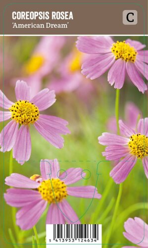 Vips Coreopsis rosea American Dream - Meisjesogen - afbeelding 1