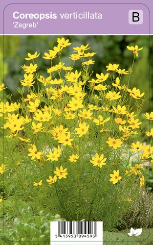 Vips Coreopsis verticillata Zagreb - Meisjesogen - afbeelding 1