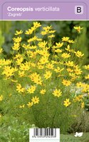 Vips Coreopsis verticillata Zagreb - Meisjesogen - afbeelding 1