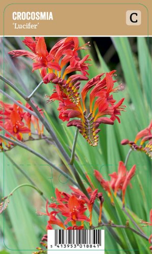 Vips Crocosmia Lucifer - Montbretia - afbeelding 1