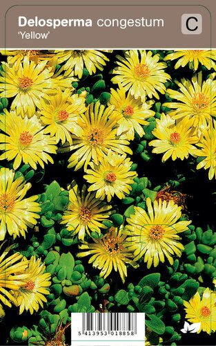 Vips Delosperma congestum Yellow - Middagsbloem - afbeelding 1