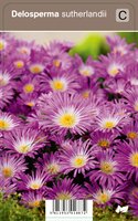 Vips Delosperma sutherlandii - Middagsbloem - afbeelding 1