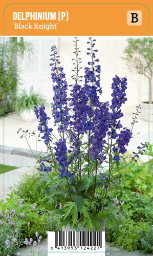 Vips Delphinium (P) Black Knight - Ridderspoor - afbeelding 1