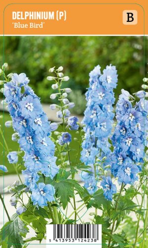 Vips Delphinium (P) Blue Bird - Ridderspoor - afbeelding 1