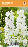 Vips Delphinium (P) Galahad - Ridderspoor - afbeelding 1