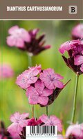 Vips Dianthus carthusianorum - Kartuizer anjer - afbeelding 1