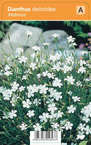 Vips Dianthus deltoides Albiflorus - Steenanjer - afbeelding 1