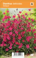 Vips Dianthus deltoides Brilliant - Steenanjer - afbeelding 1