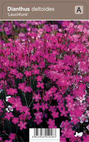 Vips Dianthus deltoides Leuchfunk - Steenanjer - afbeelding 1