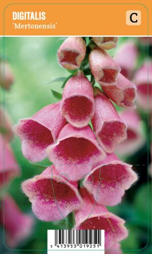 Vips Digitalis mertonensis - Vingerhoedskruid - afbeelding 1