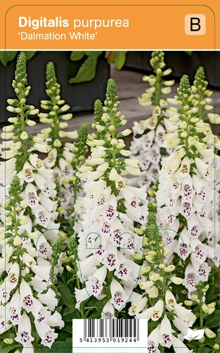 Vips Digitalis purpurea Dalmation White - Vingerhoedskruid - afbeelding 1