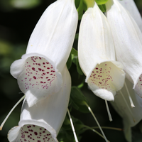 Vips Digitalis purpurea Dalmation White - Vingerhoedskruid - afbeelding 3