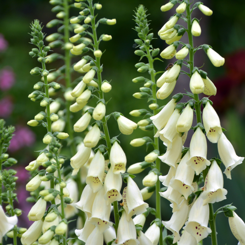 Vips Digitalis purpurea Dalmation White - Vingerhoedskruid - afbeelding 4