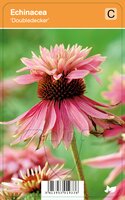 Vips Echinacea Doubledecker - Zonnehoed - afbeelding 1