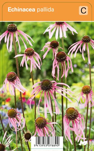 Vips Echinacea pallida - Egelzonnehoed - afbeelding 1