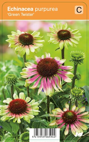 Vips Echinacea purpurea Green Twister - Zonnehoed - afbeelding 1