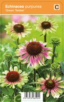 Vips Echinacea purpurea Green Twister - Zonnehoed - afbeelding 1