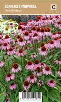 Vips Echinacea purpurea Leuchtstern - Zonnehoed - afbeelding 1