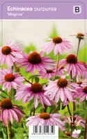 Vips Echinacea purpurea Magnus - Zonnehoed - afbeelding 1