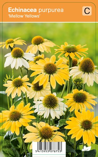 Vips Echinacea purpurea Mellow Yellows - Zonnehoed - afbeelding 1