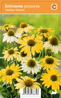 Vips Echinacea purpurea Mellow Yellows - Zonnehoed - afbeelding 1