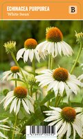 Vips Echinacea purpurea White Swan - Zonnehoed - afbeelding 1